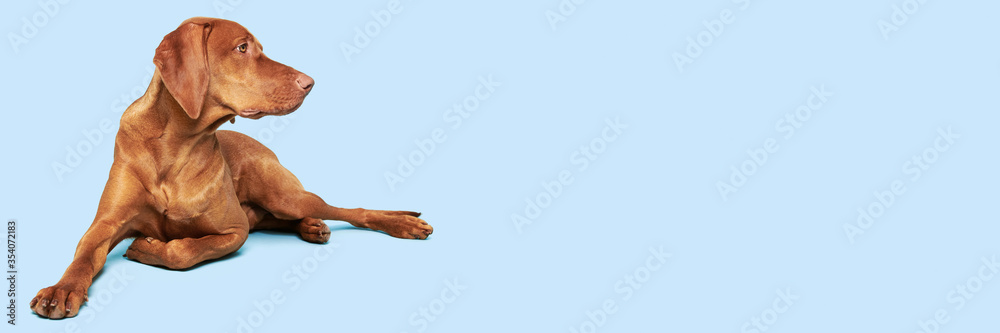 Beautiful hungarian vizsla dog full body studio portrait. Dog lying down and looking to the side over pastel blue background. Beautiful hungarian vizsla dog full body studio portrait. Dog lying down and looking to the side over pastel blue background.