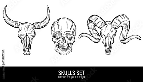 Human skull and animals skulls sketch tattoo set. Hand drawn vector illustration