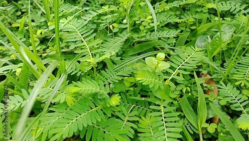 Close up view of green grass swaying in the wind. Summer sunny day. beautiful moment in the morning 