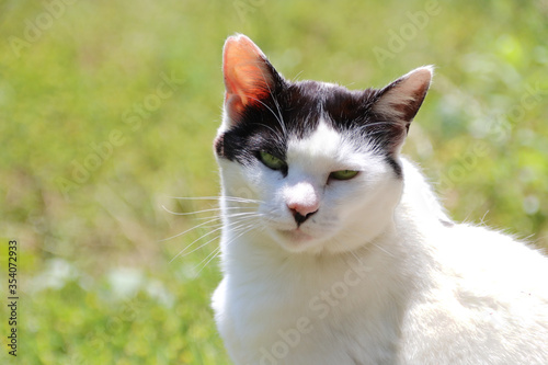 Black and white cat outdoor portrait on a sunny day with grass background © Peach Pics