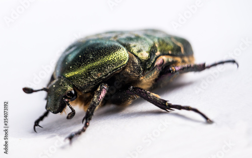 Green metallic beetle © stockfotocz