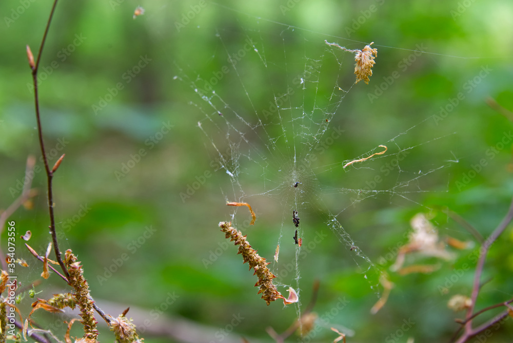 Spider web and a spider waiting to catch its prey