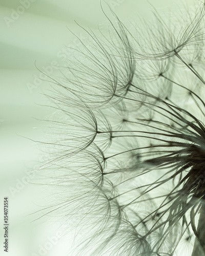 Macro of Goat s Beard Seed Head on green background