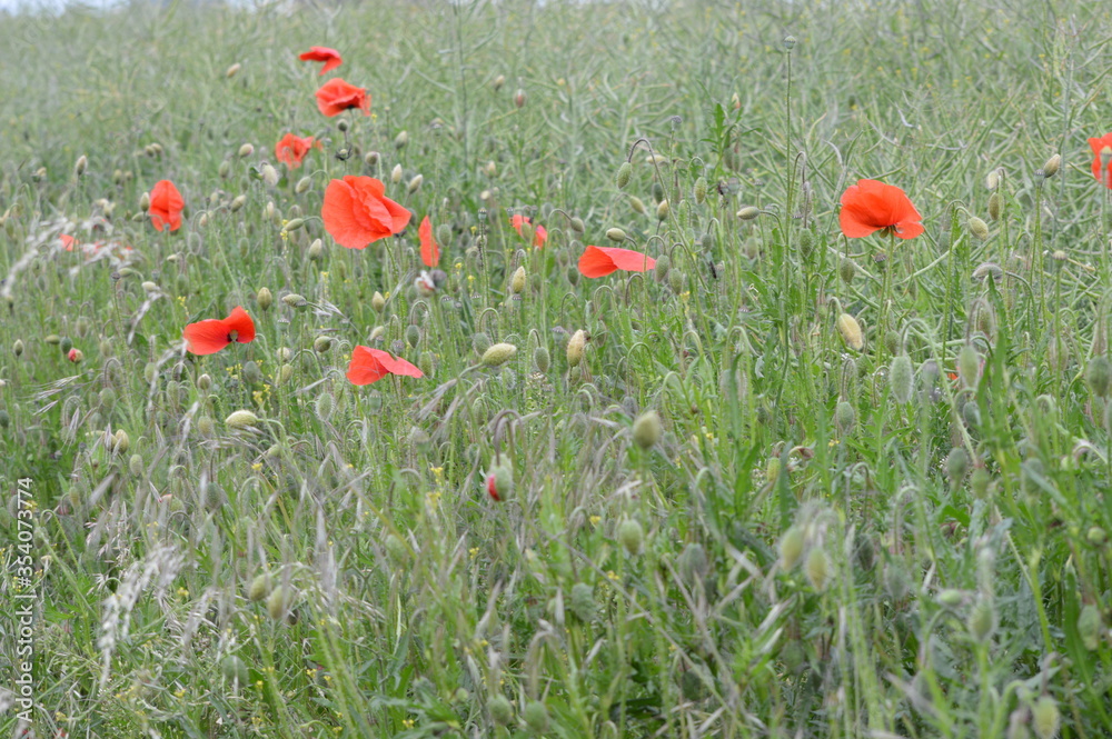 Fototapeta premium blossom-flower-plant-leaf-bud