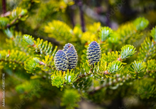 Close-up of young blue cones on the branches of fir Abies koreana or Korean Fir in spring on on green garden bokeh background. Selective focus. Beautiful evergreen coniferous ornamental tree.