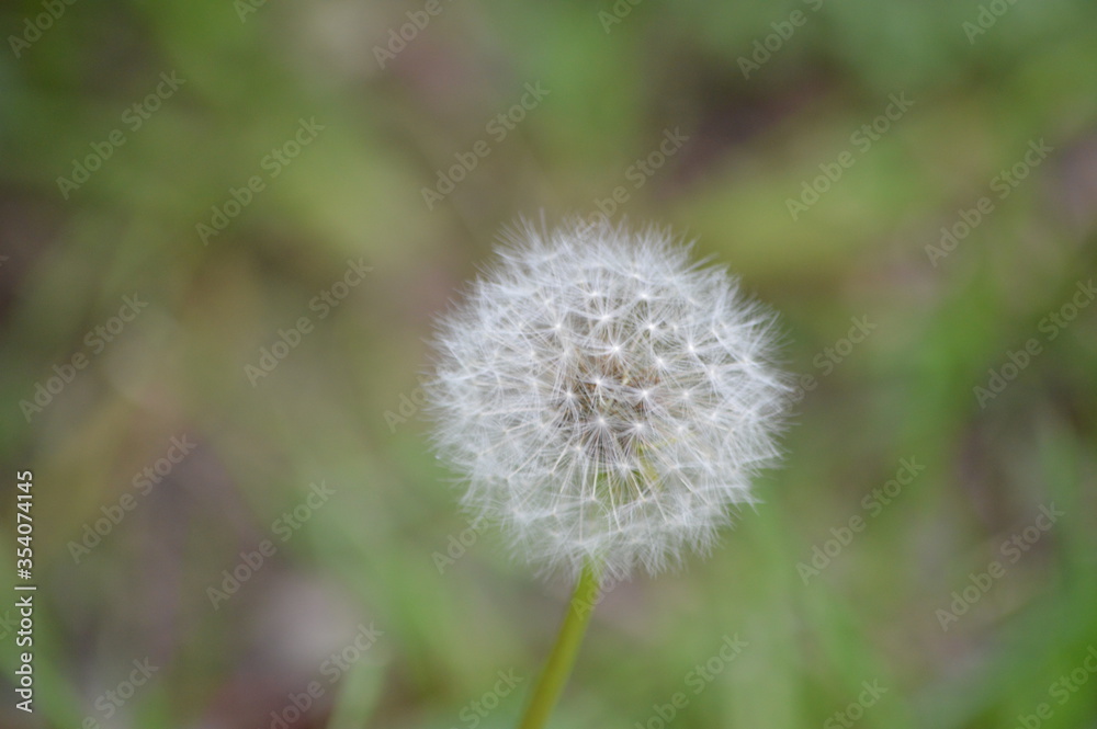 blossom-flower-plant-leaf-bud