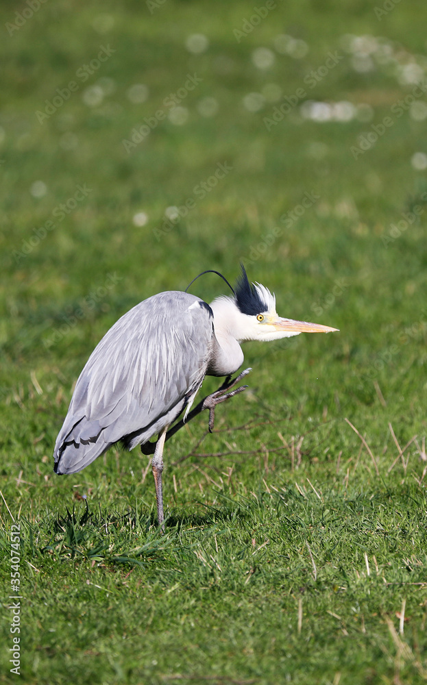 Fototapeta premium Grey Heron (Ardea cinerea), Graureiher on a meadow