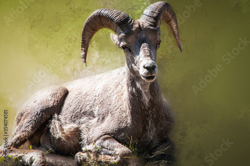 one bighorn sheep sitting. Textured background with selective focus.