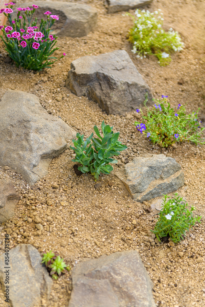 Newly planted rockery garden. Rock garden background with sedum