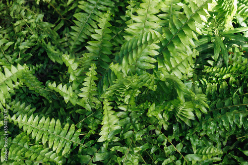 Sword fern (Nephrolepis exaltata). Called Boston fern also