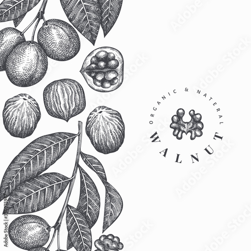 Hand drawn sketch walnut design template. Organic food vector illustration. Vintage nut illustration. Engraved style botanical background.