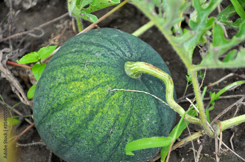 Watermelons ripen in the field Watermelons ripen in the field
