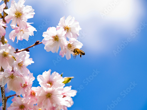 A honey bee caught in mid-flight collecting nectar from a flowering cherry tree in a garden against a blue sky against light clouds in a blue sky