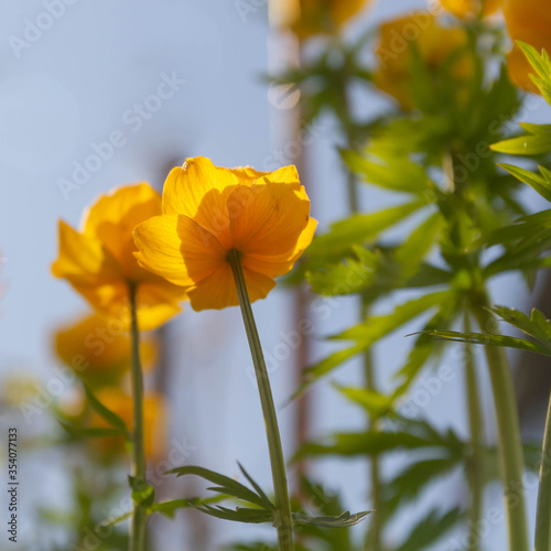 Yellow Buttercup flowers shoot into the sky. Summer.