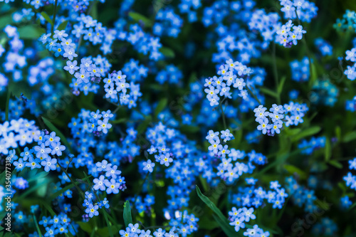 Delicate blue, lilac forget-me-nots bloomed in spring and early summer.