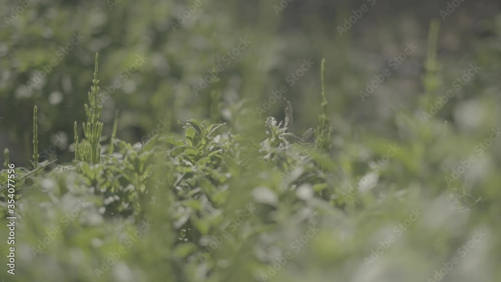 herbs of the himalayas in the wild/ log herbs of the himalayas in the wild/ log