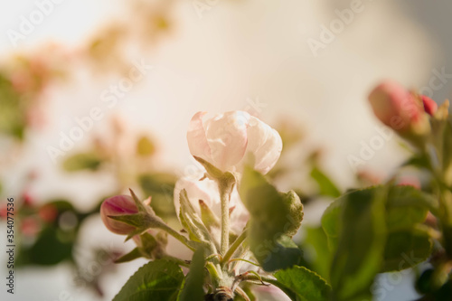 Beautiful, delicate Apple blossoms in spring.