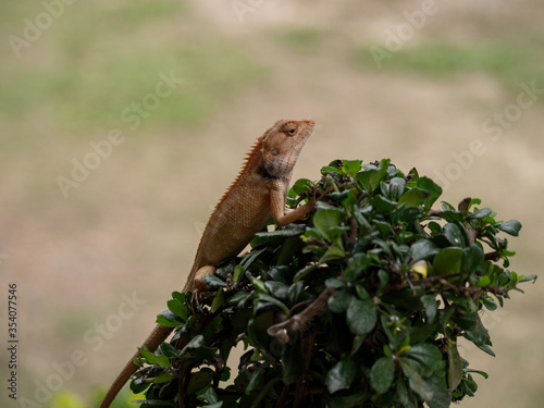  The chameleon perched on the top of the tree © Apinut