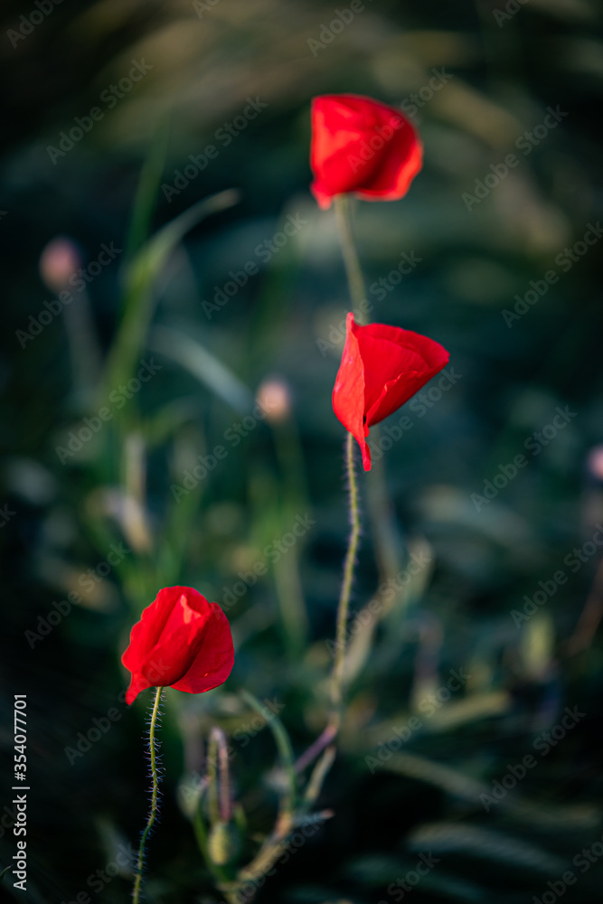 Obraz premium Mohnblume