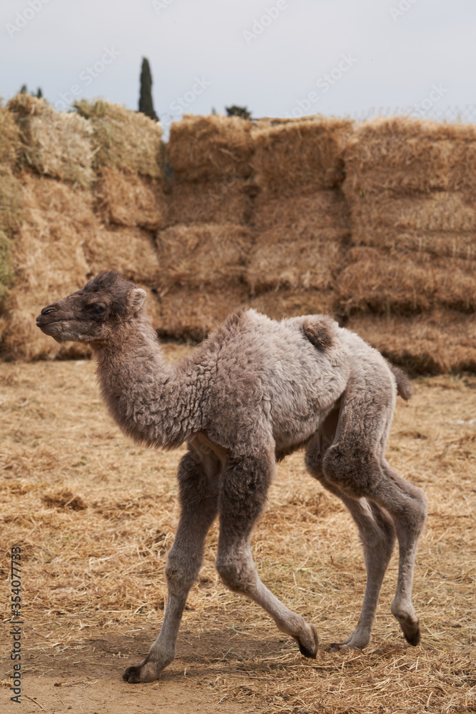 Fototapeta premium Bactrian camel family. Camel on camel farm with haystacks