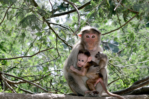 monkey with a baby 
