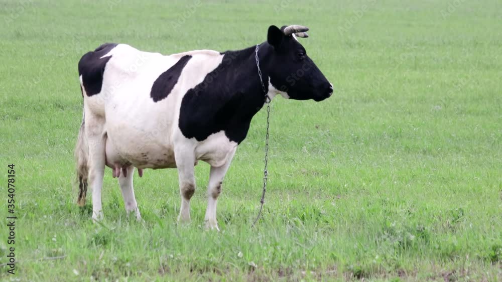 A beautiful black and white cow is grazing in a large meadow with juicy green grass. Dairy cattle on fresh pastures A beautiful black and white cow is grazing in a large meadow with juicy green grass. Dairy cattle on fresh pastures