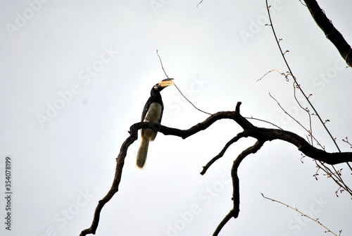 malabar hornbill bird