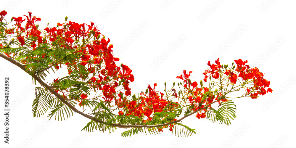 branch of tropical red flowers isolated