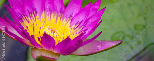beuatiful wet pink water lily or lotus flower