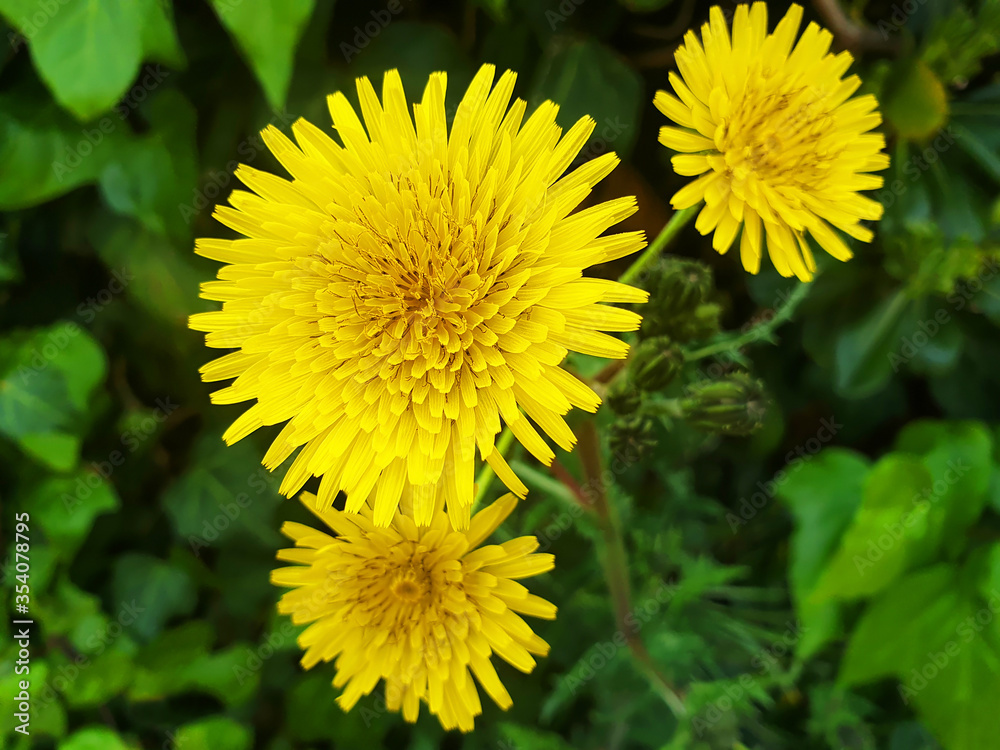 Yellow dandelion flowers on a background of green grass, top view. Yellow dandelion flowers on a background of green grass, top view.