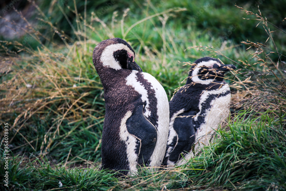 Obraz premium The Magellanic penguins in the Natural Sanctuary on the Magdalena Island, Chile