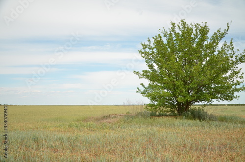 Lonely tree in the middle of the field