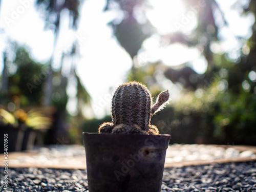 The cactus is in the pot 