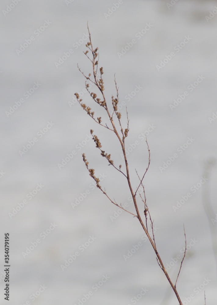 Obraz premium snow covered branches