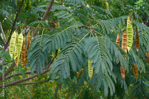 Fotografie Silktree (Albizia julibrissin)