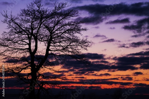 tree silhouette at sunset