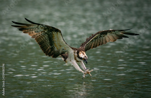 An osprey diving into water and hunting fish with spread curved claws in Sindian, Taiwan