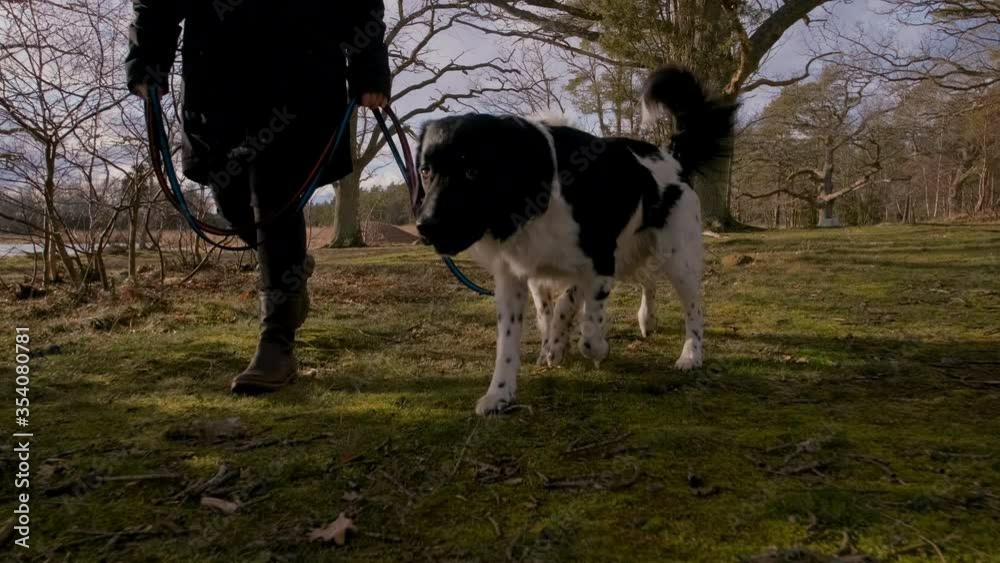 Two curious young happy and curious black and white rare Stabyhoun Stabij dogs on a walk in the forest with their owner on a leash. Playing and jumping around in the woods on a spring day. Two curious young happy and curious black and white rare Stabyhoun Stabij dogs on a walk in the forest with their owner on a leash. Playing and jumping around in the woods on a spring day.