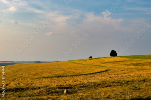 lonely tree on a hill