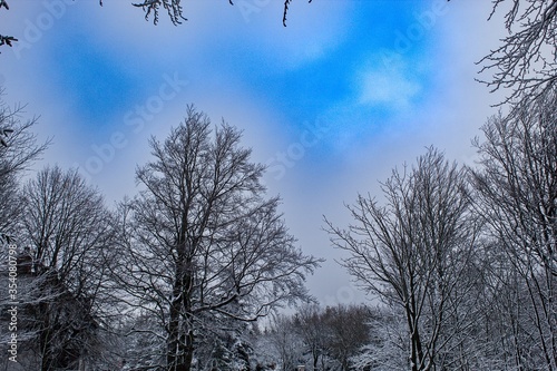 trees in the snow