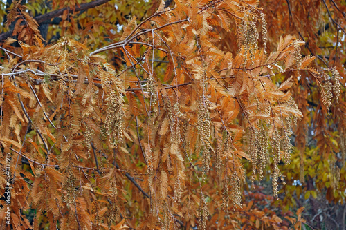 National Dawn redwood (Metasequoia glyptostroboides 'National'). photo