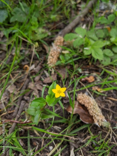 Yellow Flower Close-up