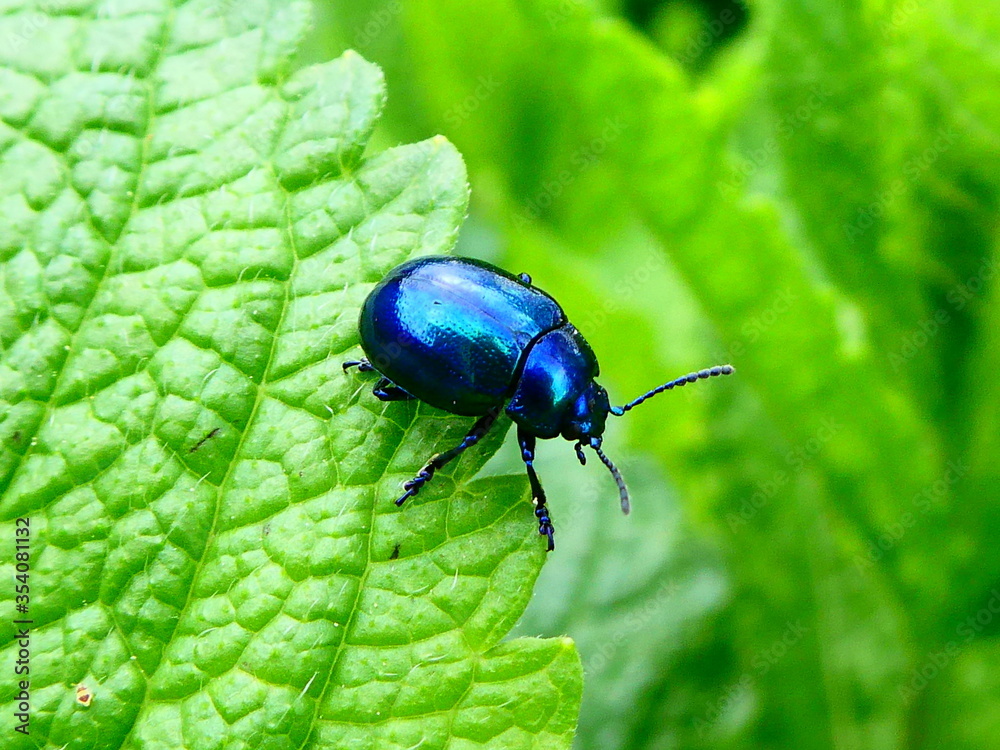blue bug on green leaf blue bug on green leaf