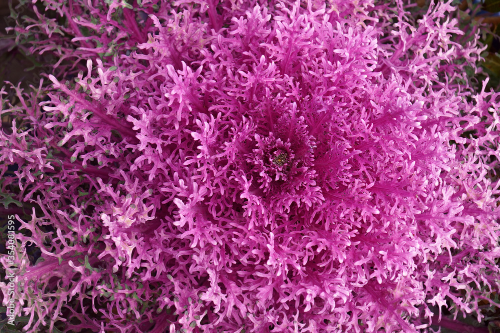 Ornamental Kale (Brassica oleracea). Called Leaf cabbage also Ornamental Kale (Brassica oleracea). Called Leaf cabbage also