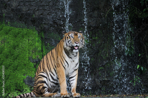 Fototapeta Naklejka Na Ścianę i Meble -  Close up tiger sitdown in front of the waterfall