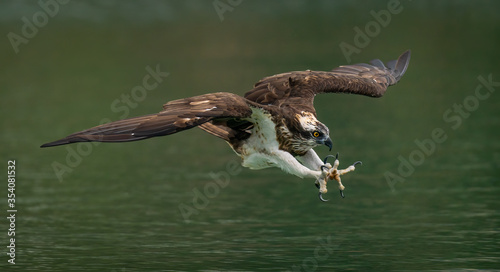 An osprey (Pandion Haliaetus) hunting fish photo
