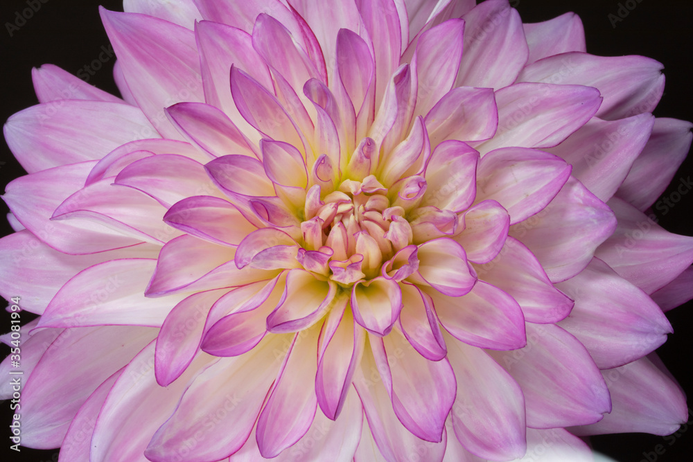Macro of pink and white dahlia Macro of pink and white dahlia