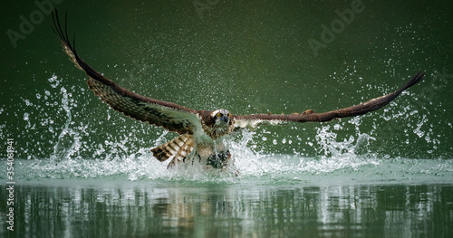 Photography An osprey hunting fish and emerging from the water with its spread wings in Sind