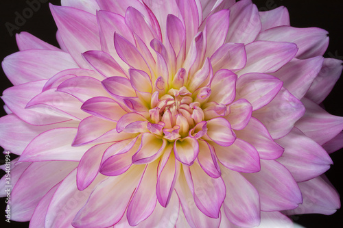 Macro of pink and white dahlia 