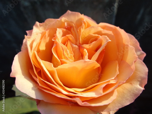 Orange rose closeup
